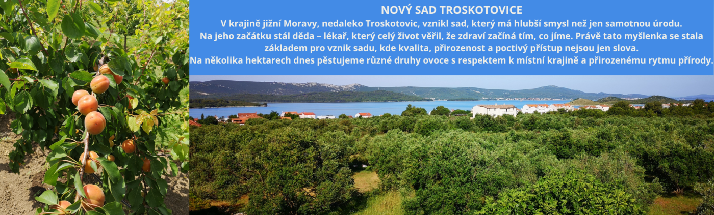 NS Nový sad